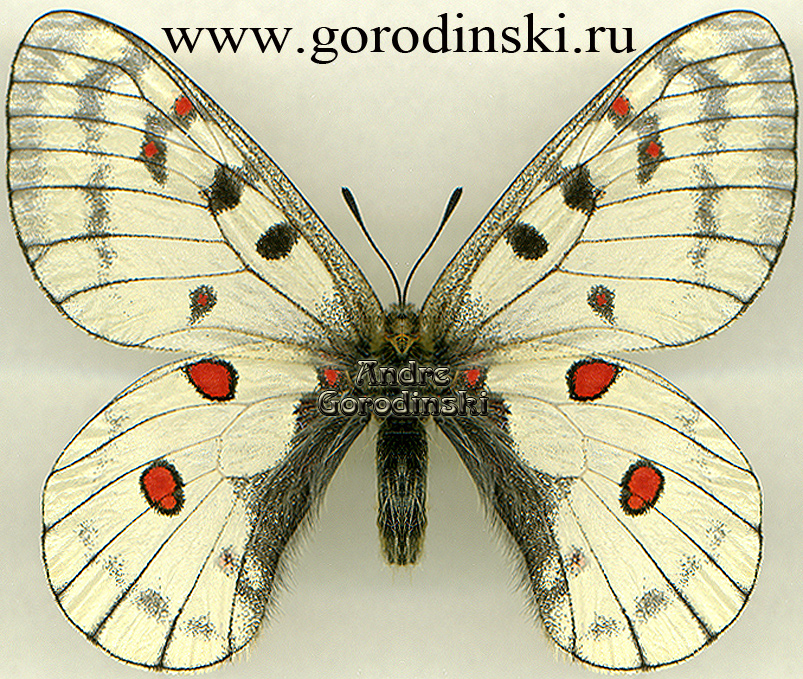 http://www.gorodinski.ru/papilionidae/Parnassius bremeri graeseri.jpg